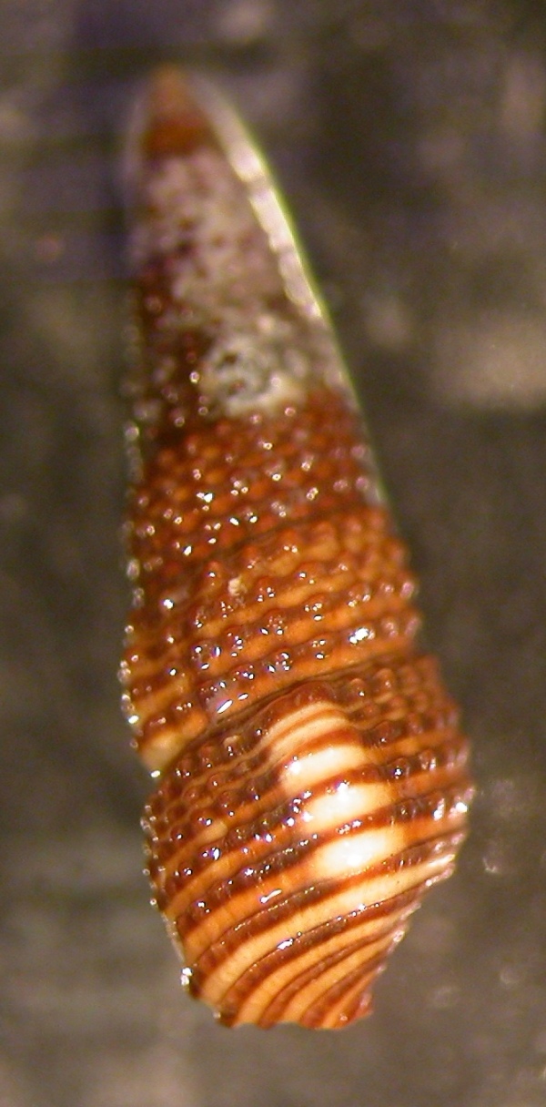 Bittium da determinare